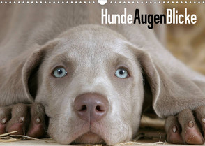 HundeAugenBlicke (Wandkalender 2023 DIN A3 quer) von Wegner,  Petra