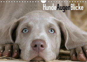 HundeAugenBlicke (Wandkalender 2023 DIN A4 quer) von Wegner,  Petra