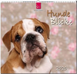 HundeBlicke von Hutfluss,  Jeanette