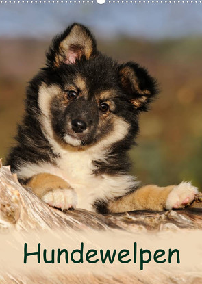 Hundewelpen (Wandkalender 2022 DIN A2 hoch) von Menden,  Katho