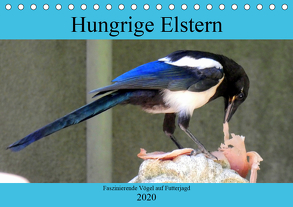 Hungrige Elstern – Faszinierende Vögel auf Futterjagd (Tischkalender 2020 DIN A5 quer) von von Loewis of Menar,  Henning