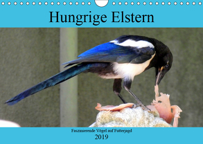 Hungrige Elstern – Faszinierende Vögel auf Futterjagd (Wandkalender 2019 DIN A4 quer) von von Loewis of Menar,  Henning