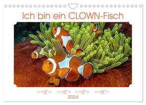 Ich bin ein CLOWN-Fisch (Wandkalender 2024 DIN A4 quer), CALVENDO Monatskalender von Gödecke,  Dieter