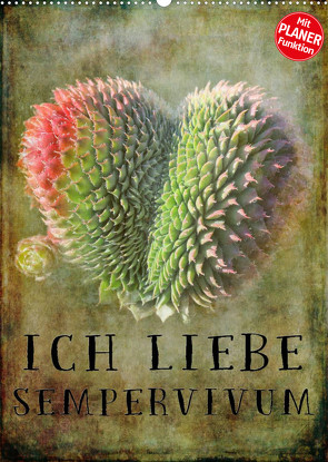 Ich liebe Sempervivum (Wandkalender 2023 DIN A2 hoch) von Cross,  Martina