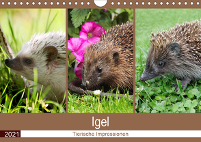 Igel 2021. Tierische Impressionen (Wandkalender 2021 DIN A4 quer) von Lehmann (Hrsg.),  Steffani