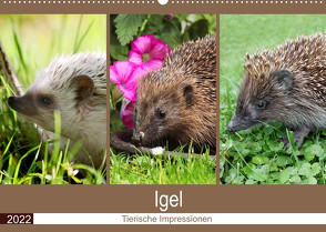 Igel 2022. Tierische Impressionen (Wandkalender 2022 DIN A2 quer) von Lehmann (Hrsg.),  Steffani