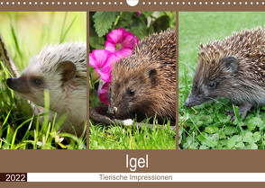 Igel 2022. Tierische Impressionen (Wandkalender 2022 DIN A3 quer) von Lehmann (Hrsg.),  Steffani