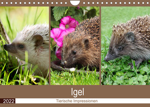 Igel 2022. Tierische Impressionen (Wandkalender 2022 DIN A4 quer) von Lehmann (Hrsg.),  Steffani