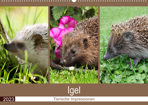 Igel 2023. Tierische Impressionen (Wandkalender 2023 DIN A2 quer) von Lehmann (Hrsg.),  Steffani