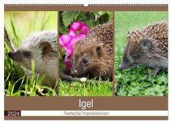 Igel 2024. Tierische Impressionen (Wandkalender 2024 DIN A2 quer), CALVENDO Monatskalender von Lehmann (Hrsg.),  Steffani