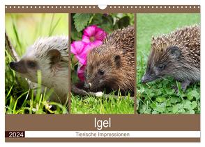 Igel 2024. Tierische Impressionen (Wandkalender 2024 DIN A3 quer), CALVENDO Monatskalender von Lehmann (Hrsg.),  Steffani