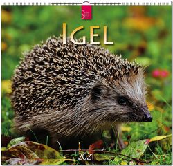 Igel