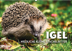 Igel – Niedliche kleine Stachelritter (Wandkalender 2023 DIN A2 quer) von SF