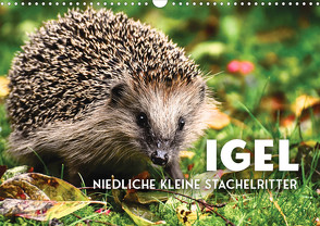 Igel – Niedliche kleine Stachelritter (Wandkalender 2023 DIN A3 quer) von SF