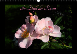 Im Duft der Rosen (Wandkalender 2023 DIN A3 quer) von Saal,  Heribert