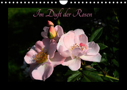 Im Duft der Rosen (Wandkalender 2023 DIN A4 quer) von Saal,  Heribert