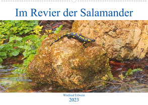 Im Revier der Salamander (Wandkalender 2023 DIN A2 quer) von Erlwein,  Winfried