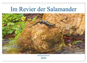 Im Revier der Salamander (Wandkalender 2024 DIN A3 quer), CALVENDO Monatskalender von Erlwein,  Winfried