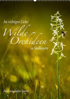 Im richtigen Licht: Wilde Orchideen in Südbayern (Wandkalender 2023 DIN A2 hoch) von Spörrer,  Stefan