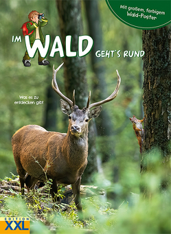 Im Wald geht’s rund – mit großem, farbigem Poster