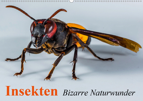 Insekten • Bizarre Naturwunder (Wandkalender 2021 DIN A2 quer) von Stanzer,  Elisabeth