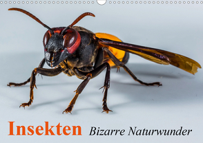 Insekten • Bizarre Naturwunder (Wandkalender 2021 DIN A3 quer) von Stanzer,  Elisabeth
