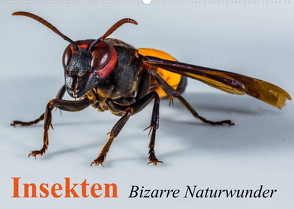 Insekten • Bizarre Naturwunder (Wandkalender 2023 DIN A2 quer) von Stanzer,  Elisabeth