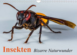 Insekten • Bizarre Naturwunder (Wandkalender 2023 DIN A4 quer) von Stanzer,  Elisabeth