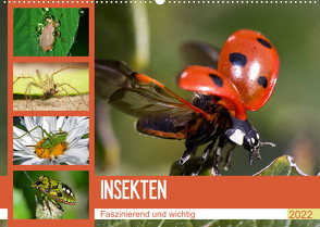 Insekten. Faszinierend und wichtig (Wandkalender 2022 DIN A2 quer) von Stanzer,  Elisabeth