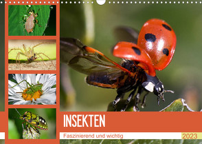 Insekten. Faszinierend und wichtig (Wandkalender 2023 DIN A3 quer) von Stanzer,  Elisabeth