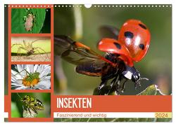 Insekten. Faszinierend und wichtig (Wandkalender 2024 DIN A3 quer), CALVENDO Monatskalender von Stanzer,  Elisabeth