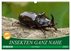 INSEKTEN GANZ NAHE (Wandkalender 2024 DIN A3 quer), CALVENDO Monatskalender von Hilger,  Axel