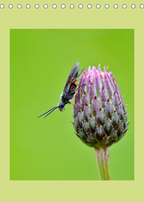 Insekten in ihrer Welt (Tischkalender 2023 DIN A5 hoch) von Stenner,  C.