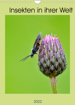 Insekten in ihrer Welt (Wandkalender 2022 DIN A4 hoch) von Stenner,  C.