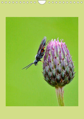 Insekten in ihrer Welt (Wandkalender 2023 DIN A4 hoch) von Stenner,  C.