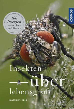 Insekten überlebensgroß von Helb,  Matthias