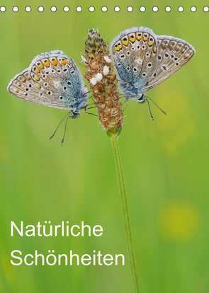 Insekten,Schönheiten der Natur (Tischkalender 2022 DIN A5 hoch) von Blum,  Jürgen