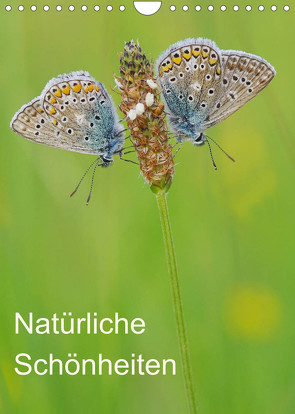 Insekten,Schönheiten der Natur (Wandkalender 2022 DIN A4 hoch) von Blum,  Jürgen