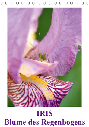 Iris, Blume des Regenbogens (Tischkalender 2021 DIN A5 hoch) von Haas,  Willi