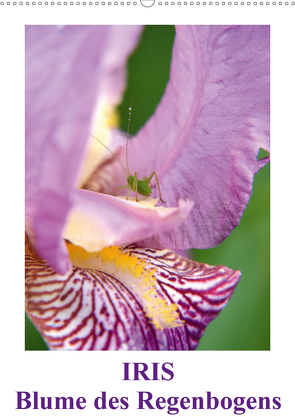 Iris, Blume des Regenbogens (Wandkalender 2021 DIN A2 hoch) von Haas,  Willi