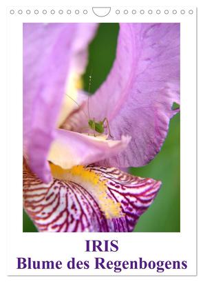 Iris, Blume des Regenbogens (Wandkalender 2024 DIN A4 hoch), CALVENDO Monatskalender von Haas,  Willi