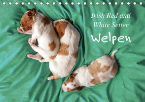 Irish Red and White Setter Welpen (Tischkalender 2021 DIN A5 quer) von Rütten,  Kristina