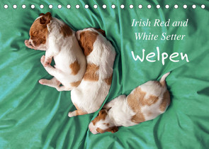 Irish Red and White Setter Welpen (Tischkalender 2022 DIN A5 quer) von Rütten,  Kristina