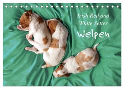 Irish Red and White Setter Welpen (Tischkalender 2024 DIN A5 quer), CALVENDO Monatskalender von Rütten,  Kristina