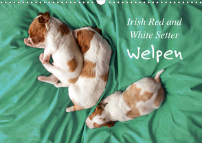 Irish Red and White Setter Welpen (Wandkalender 2021 DIN A3 quer) von Rütten,  Kristina