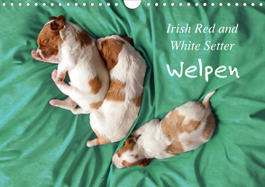 Irish Red and White Setter Welpen (Wandkalender 2021 DIN A4 quer) von Rütten,  Kristina