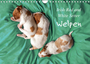 Irish Red and White Setter Welpen (Wandkalender 2022 DIN A4 quer) von Rütten,  Kristina