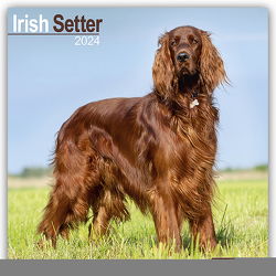 Irish Setter – Irish Setter 2024 – 16-Monatskalender