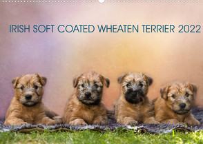 IRISH SOFT COATED WHEATEN TERRIER 2022 (Wandkalender 2022 DIN A2 quer) von Mirsberger www.tierpfoto.de,  Annett