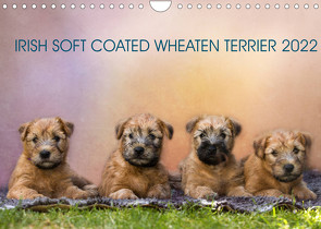 IRISH SOFT COATED WHEATEN TERRIER 2022 (Wandkalender 2022 DIN A4 quer) von Mirsberger www.tierpfoto.de,  Annett